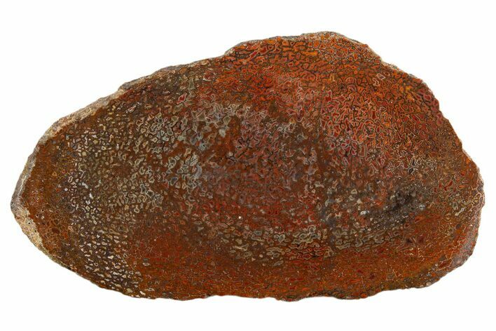 Polished Dinosaur Bone (Gembone) Slab - New Mexico #340043